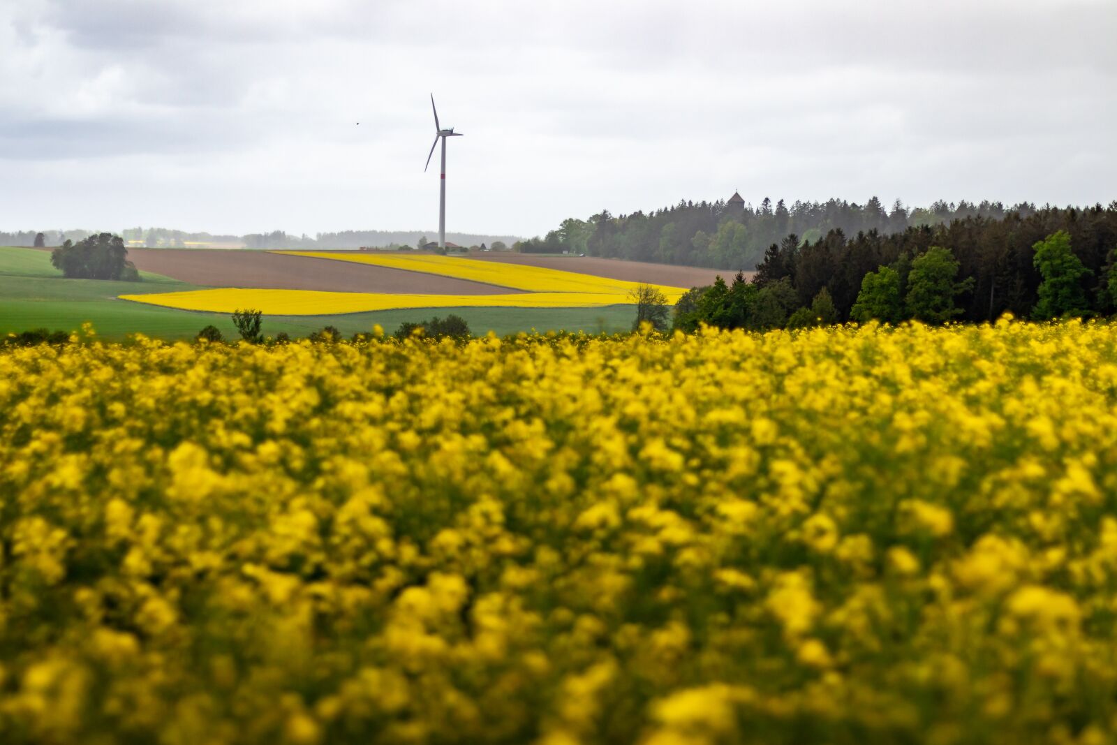 Canon EOS 77D (EOS 9000D / EOS 770D) + Canon EF 50mm F1.8 STM sample photo. Field, oilseed rape, nature photography