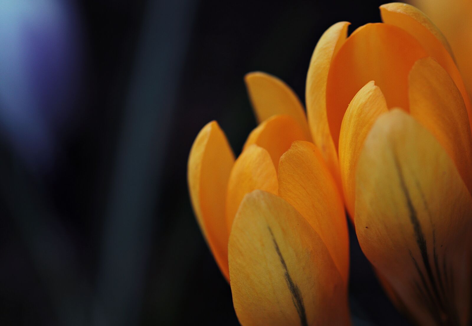 Canon EOS 80D sample photo. Crocus, flower, spring photography