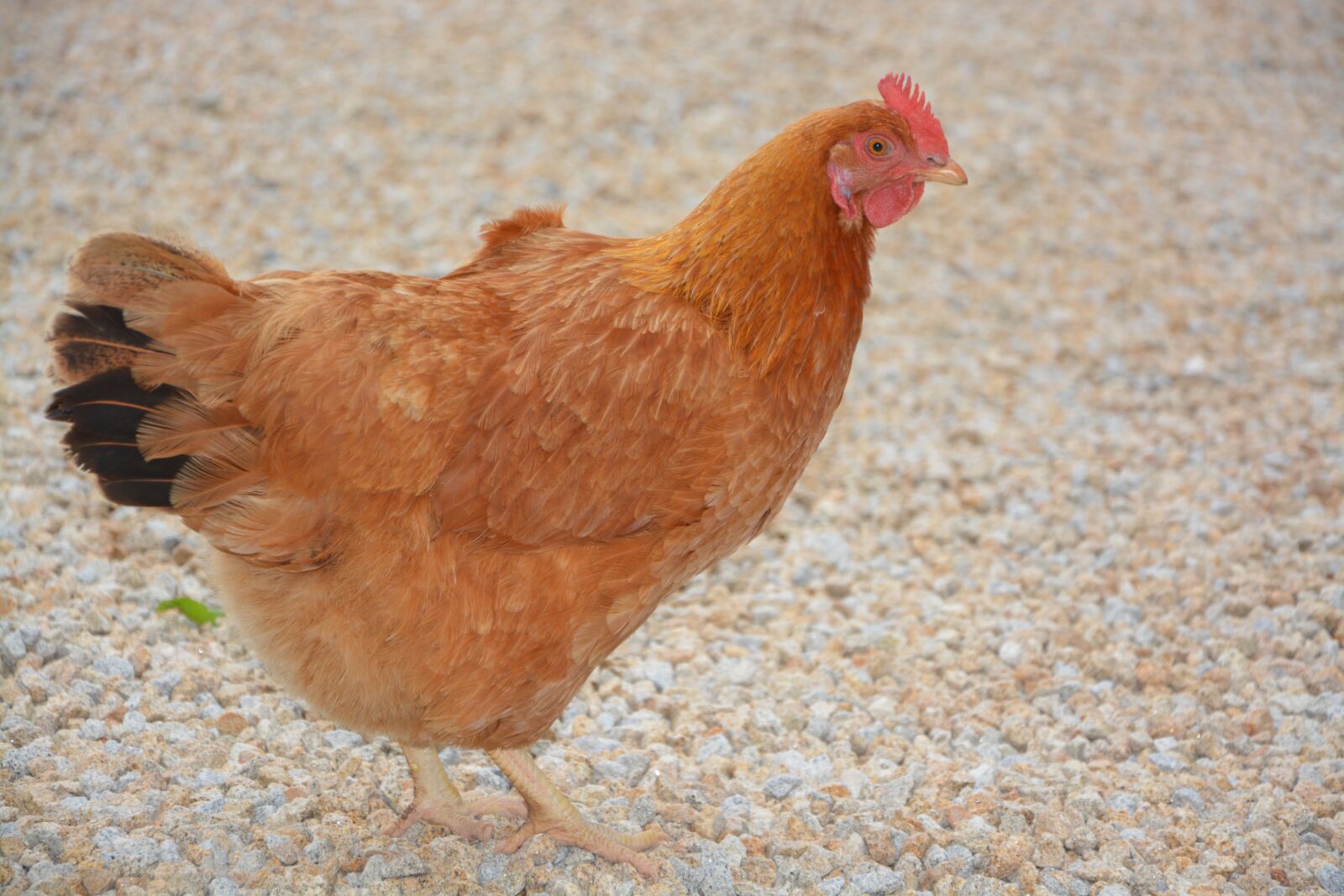 Nikon D5200 sample photo. Red hen, laying hen photography