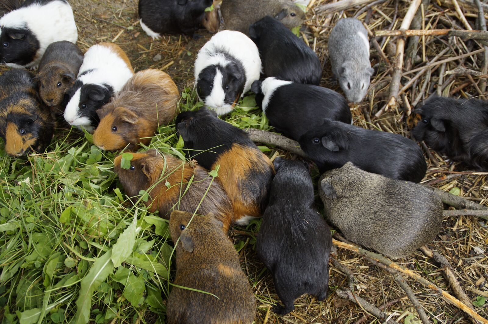 Sony SLT-A58 sample photo. Guinea pig, many, mass photography