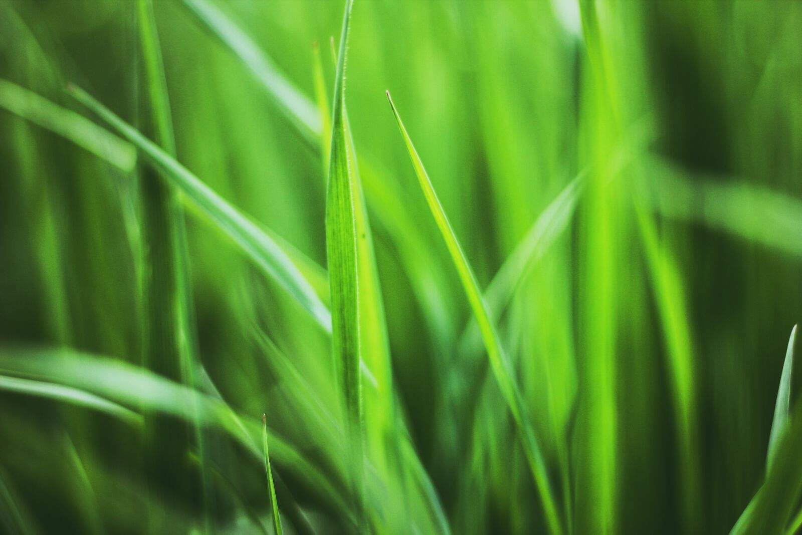 Canon EOS 60D + Canon EF 50mm F1.8 STM sample photo. Grass, plant, plants photography