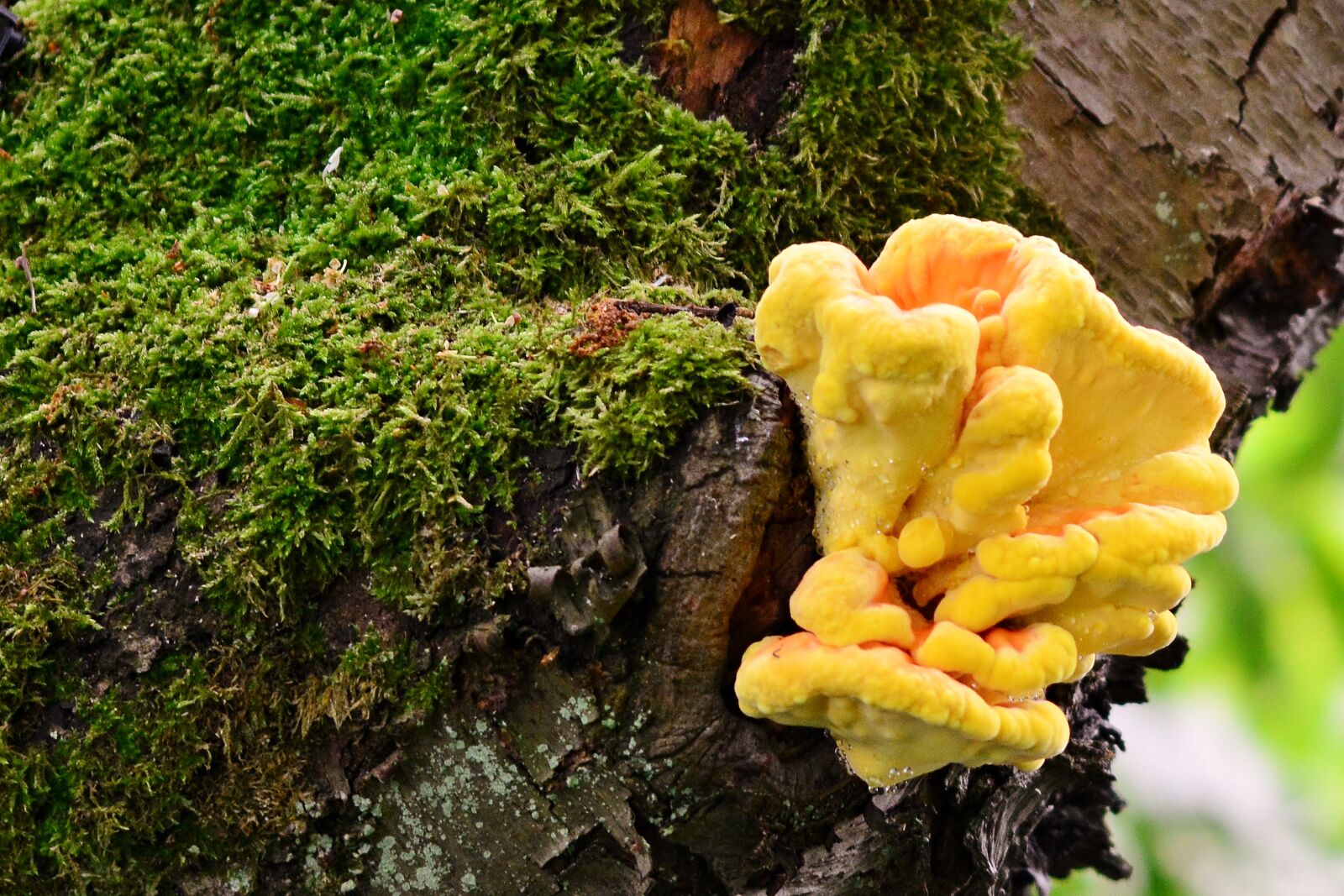 Nikon D5200 sample photo. Tree, tree fungus, old photography
