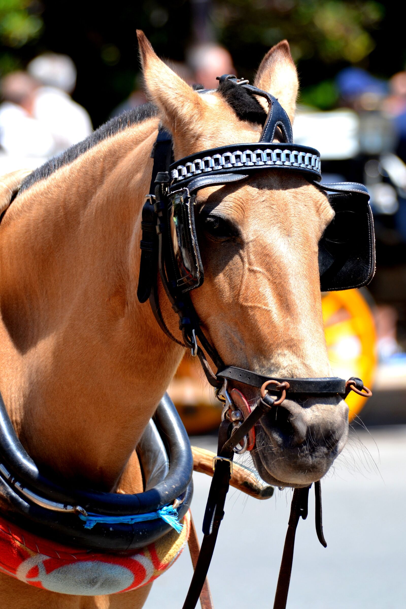 Nikon D5100 sample photo. Blinkers, horse, horse heads photography