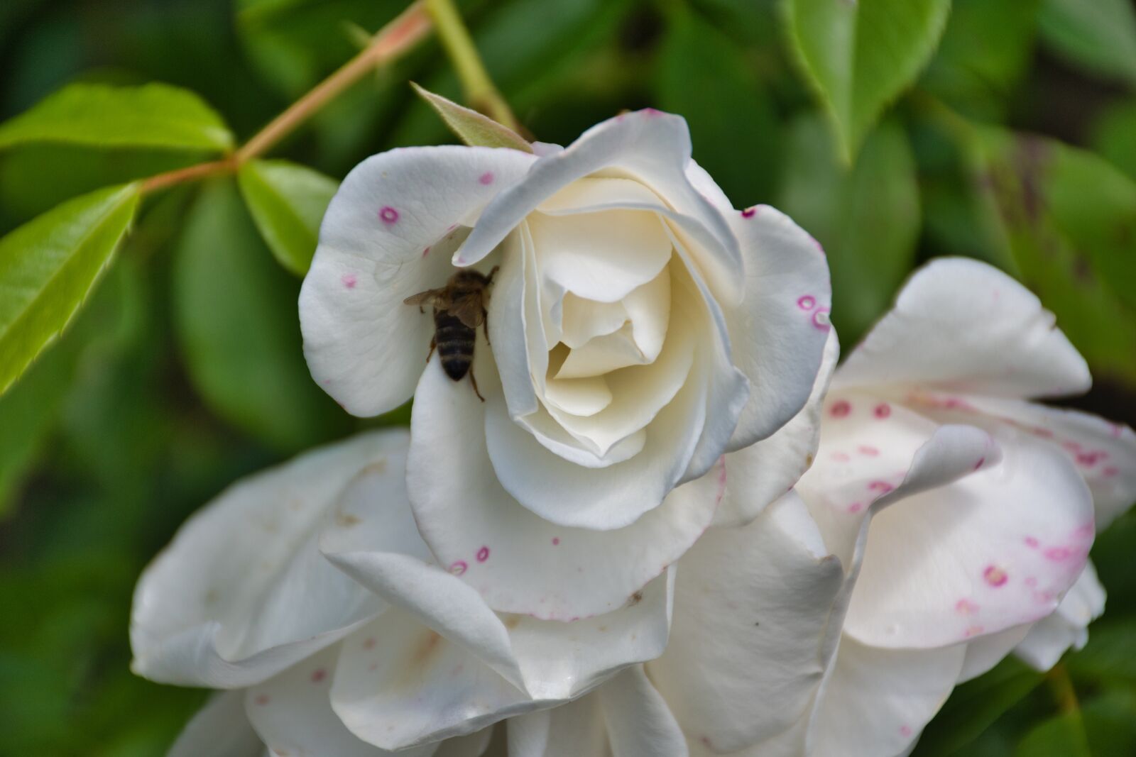 Nikon D5600 sample photo. Beautiful, plant, flower photography