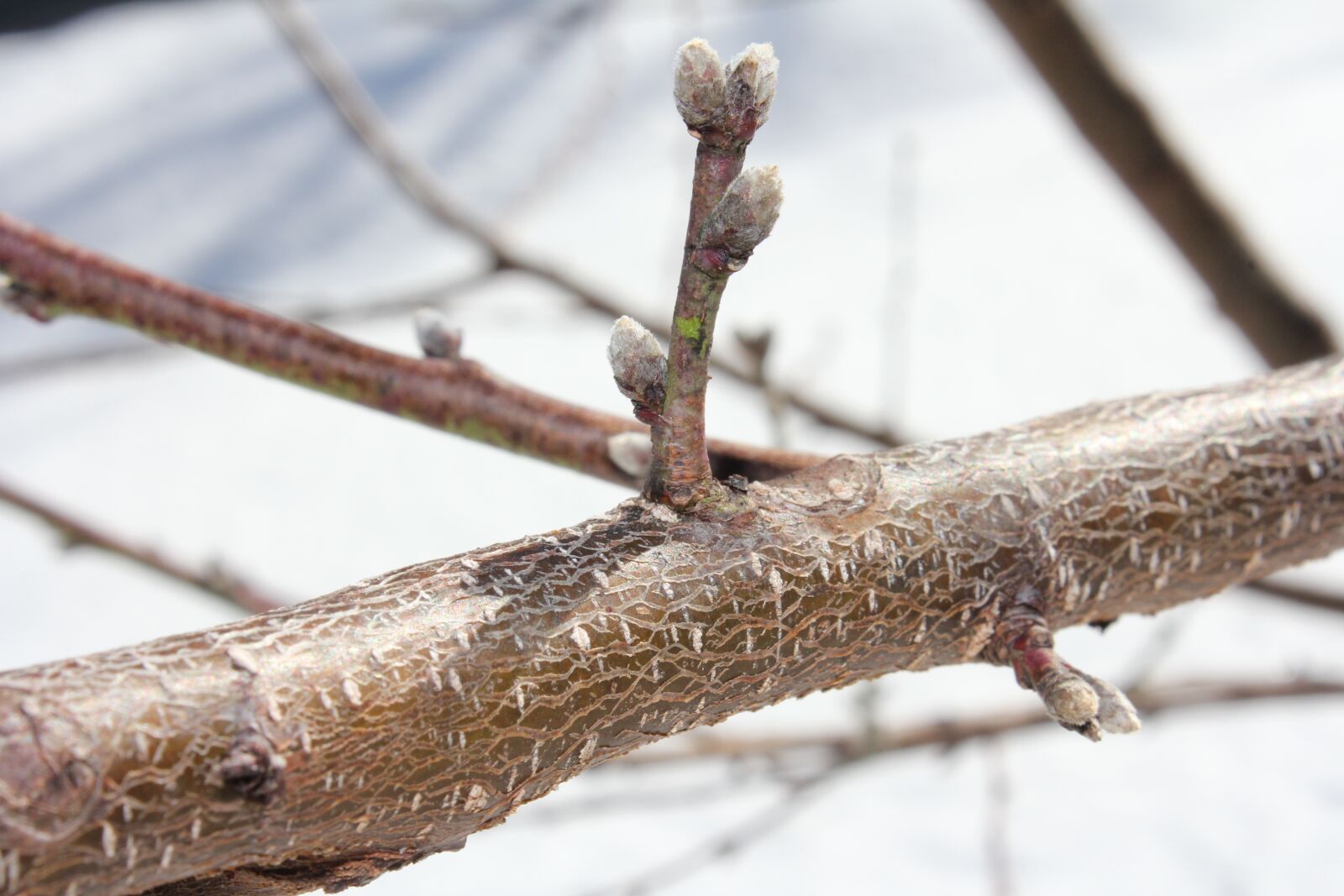 Canon EOS 550D (EOS Rebel T2i / EOS Kiss X4) sample photo. Tree, nature, outdoors photography