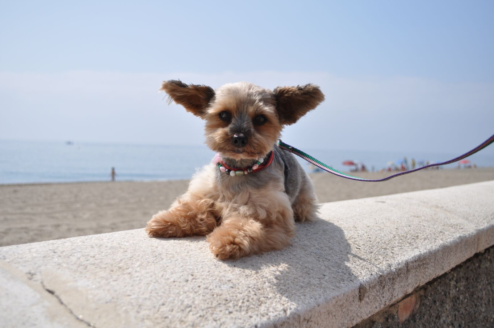 Nikon D5000 sample photo. Dog, hybrid, mixed breed photography