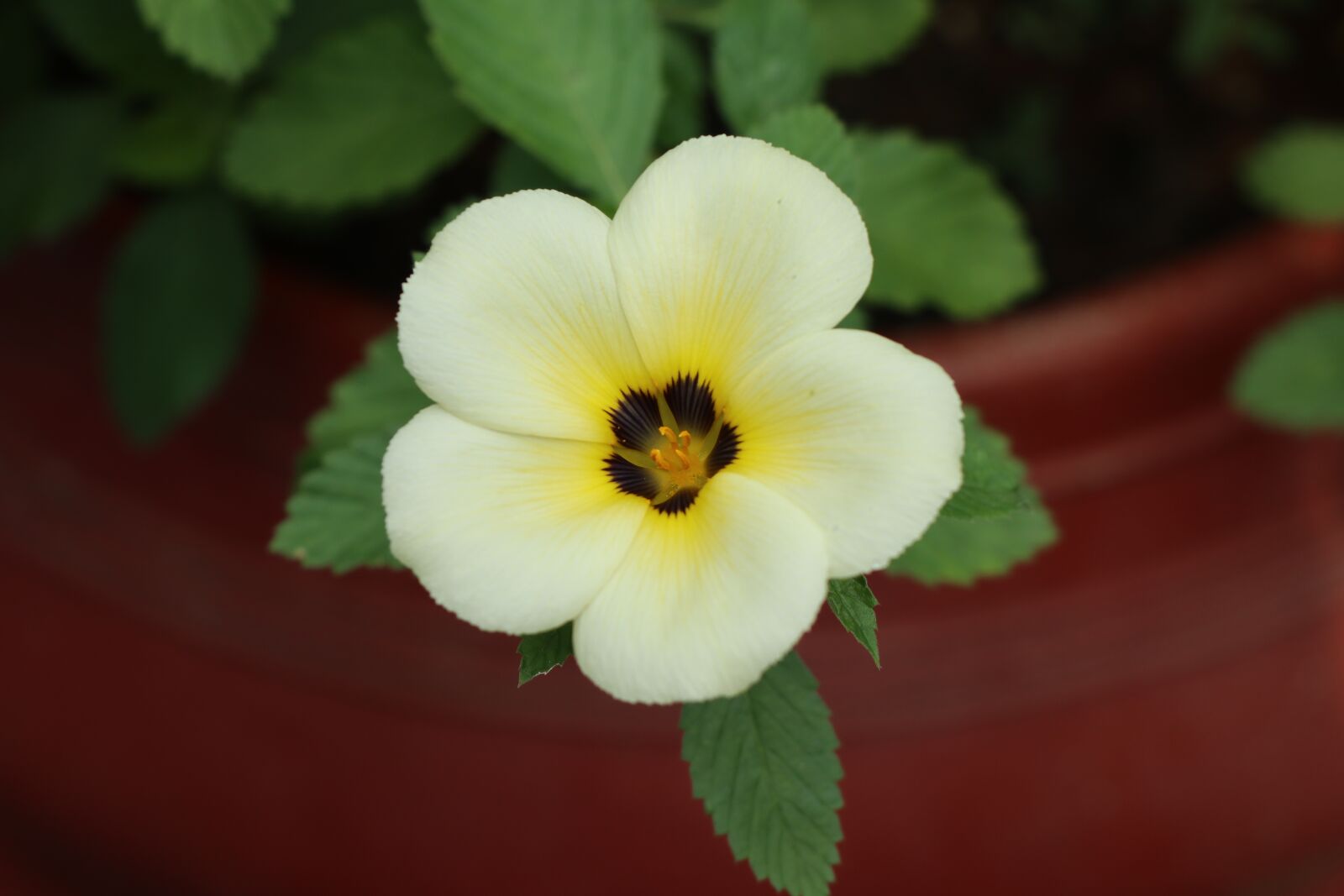 Canon EF-M 18-150mm F3.5-6.3 IS STM sample photo. Yellow flower, brown, nice photography