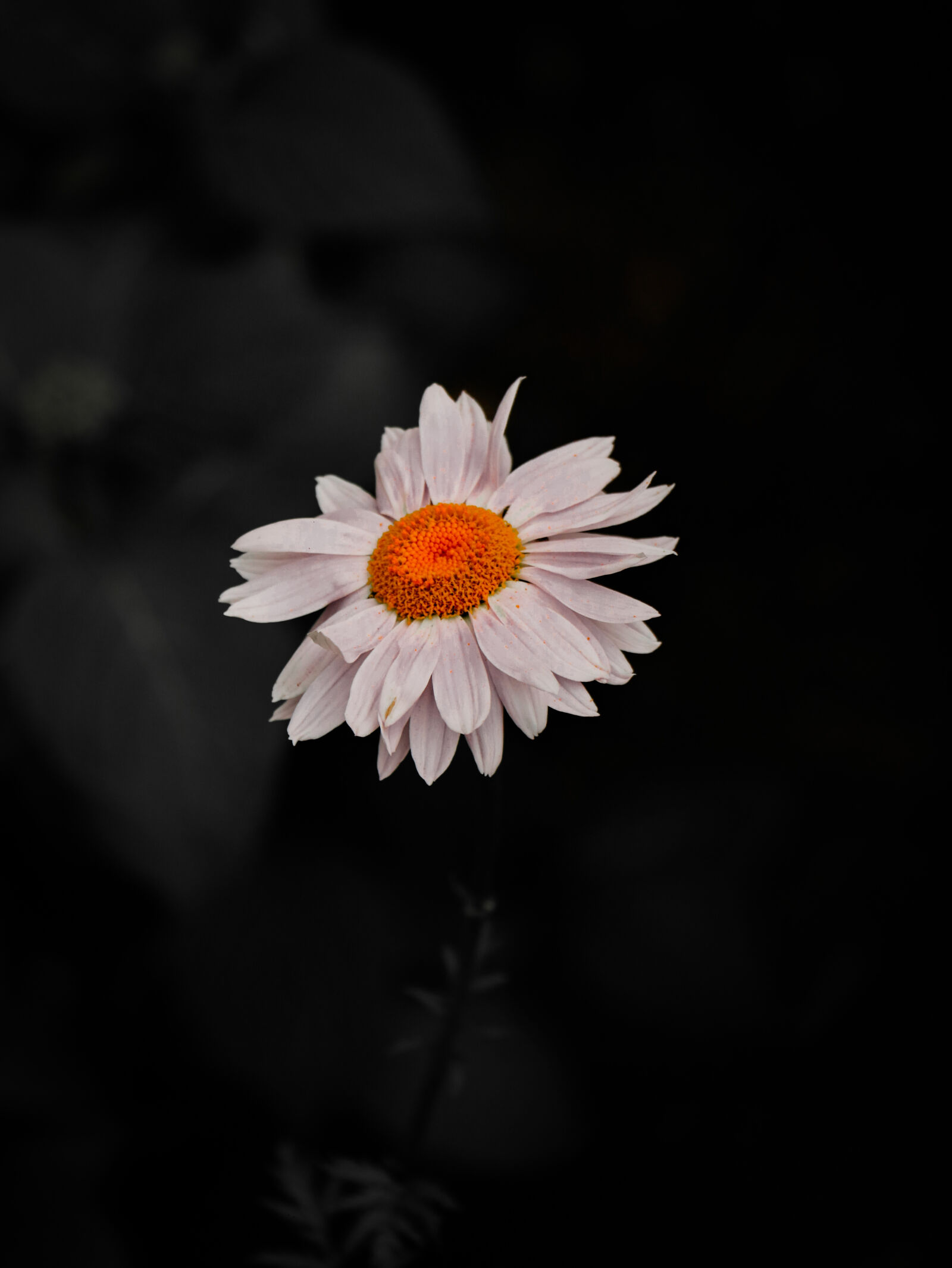 Canon EOS 80D sample photo