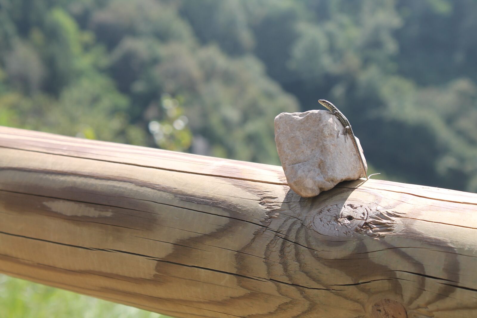Canon EOS 1100D (EOS Rebel T3 / EOS Kiss X50) sample photo. Stone, lizard, sun photography