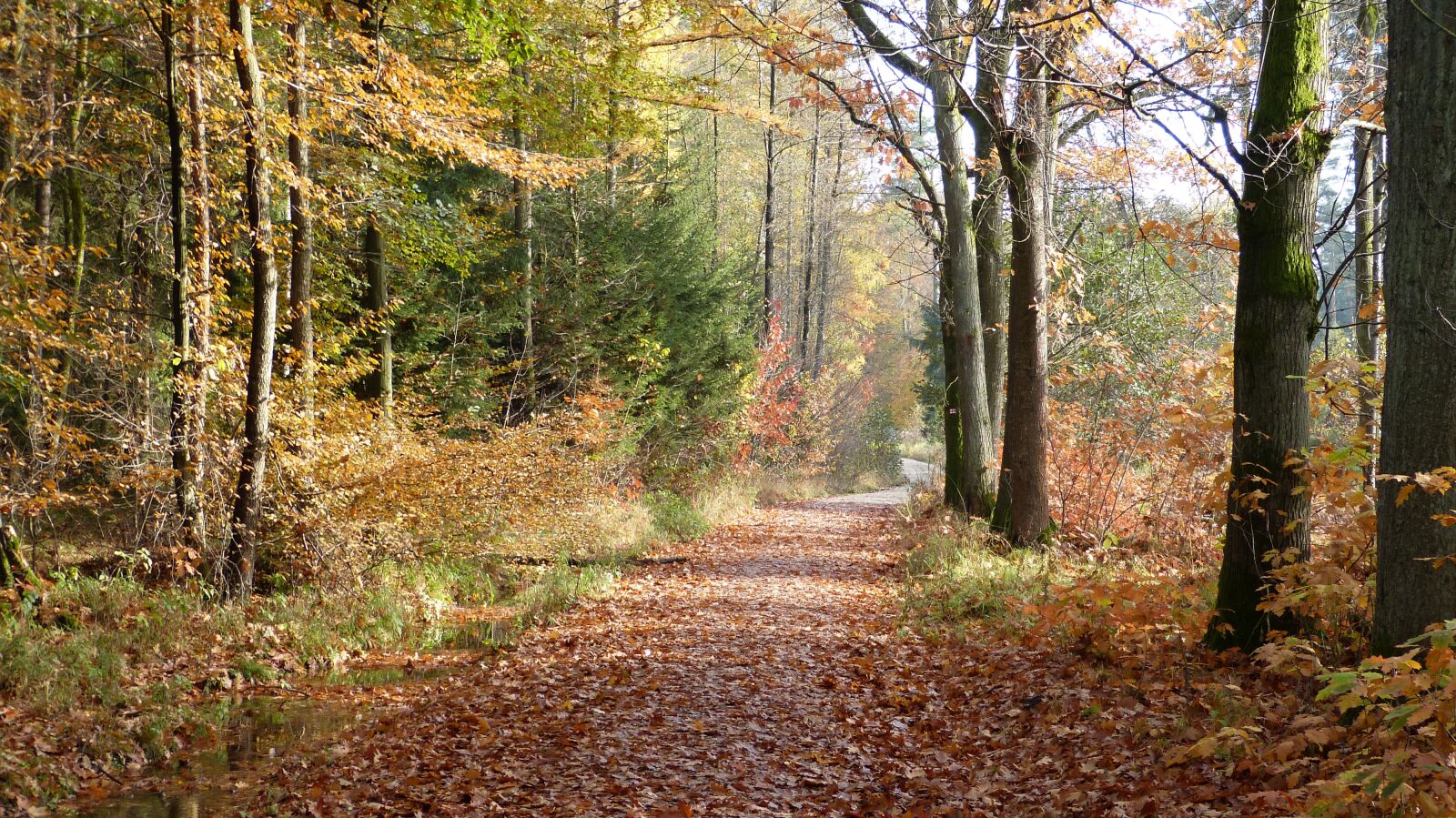 Panasonic Lumix DMC-FZ150 sample photo. Forest, autumn, nature photography