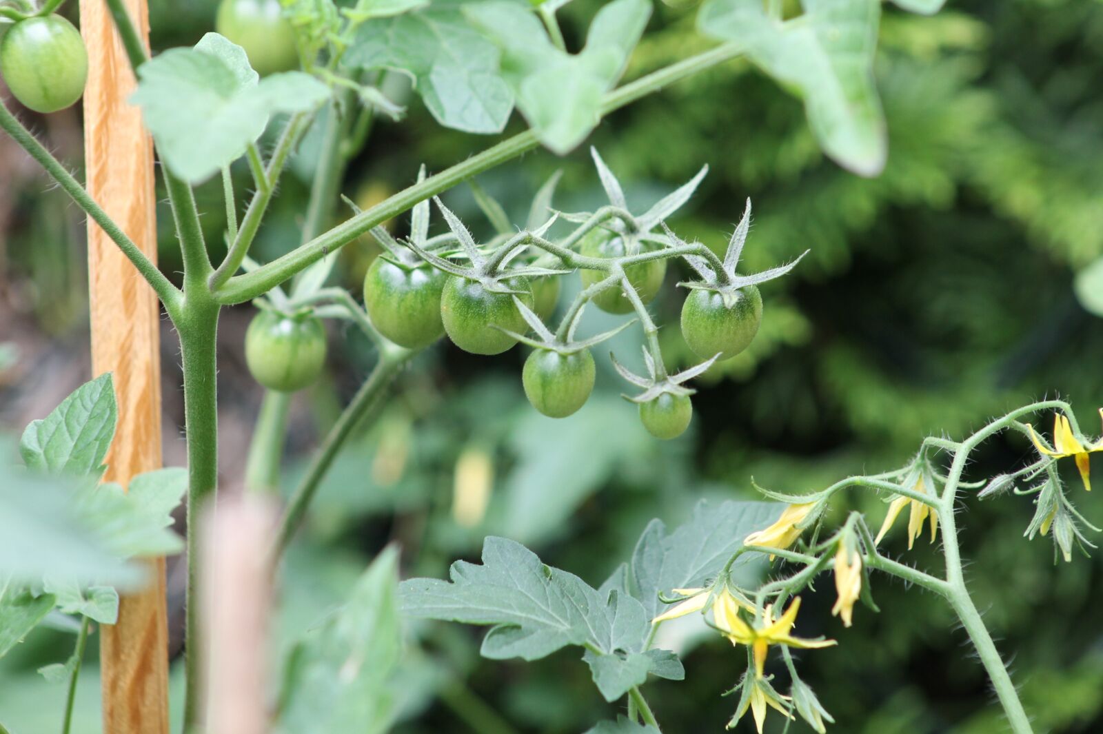 Canon EF75-300mm f/4-5.6 sample photo. Tomato, the cultivation of photography