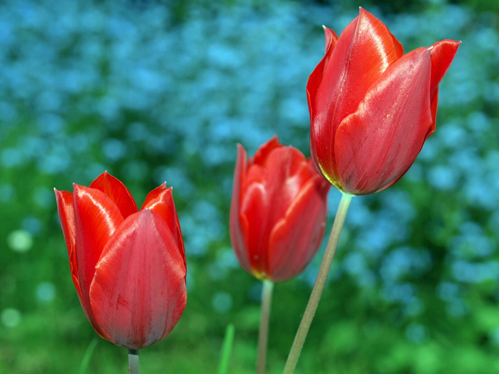 Olympus E-520 (EVOLT E-520) sample photo. Nature, flower, tulip photography