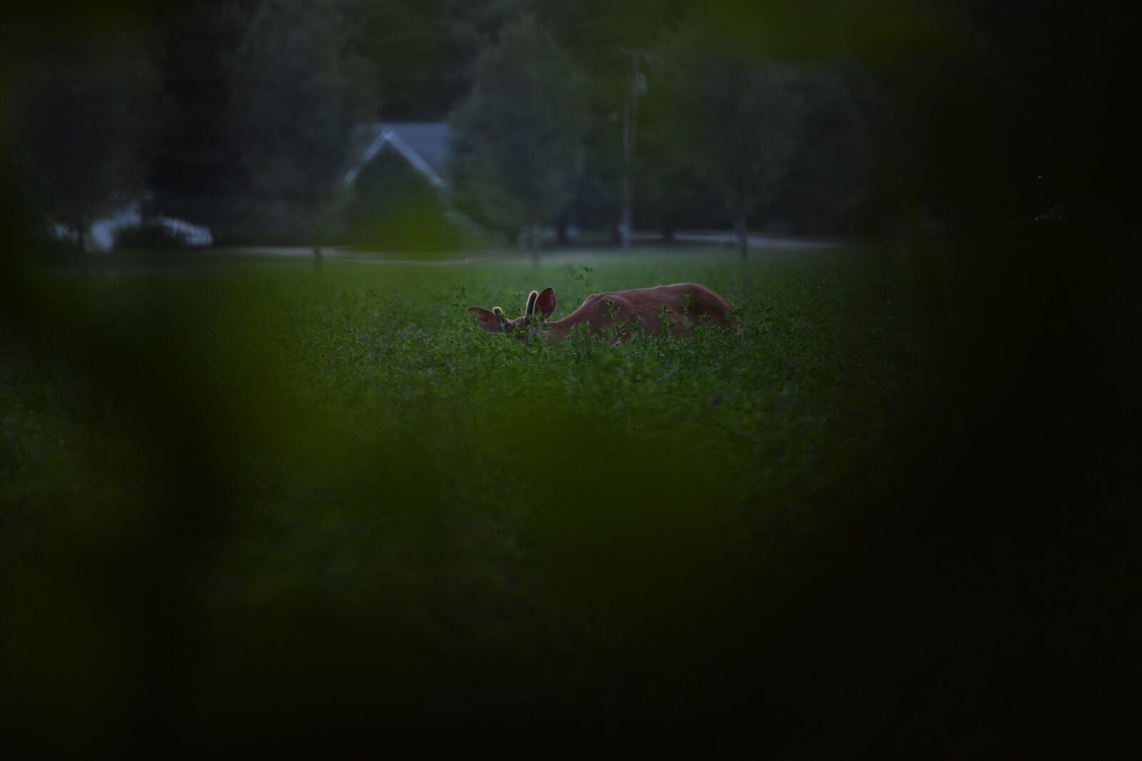 Nikon D850 sample photo. Deer, hiding, woods photography