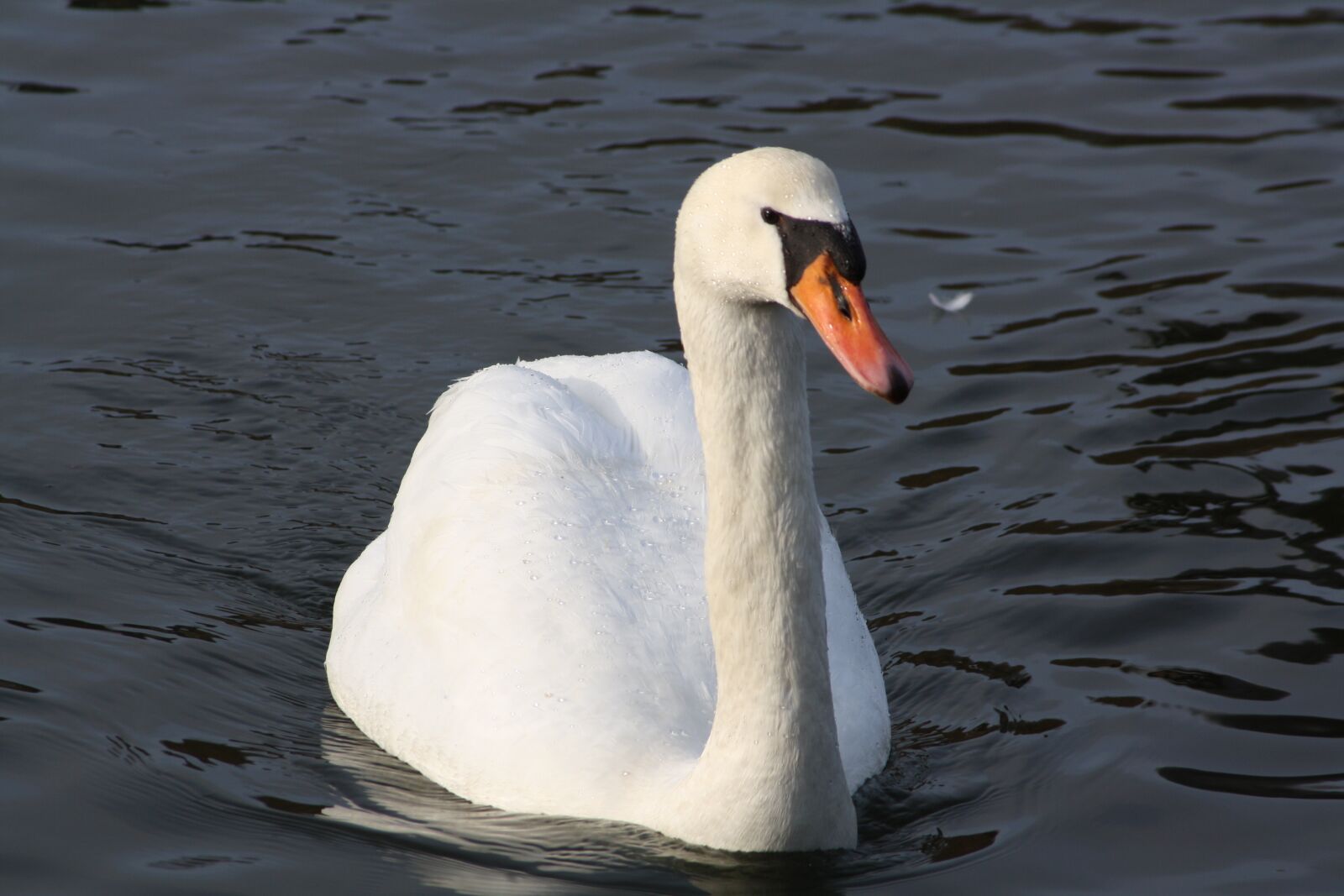 Canon EOS 1000D (EOS Digital Rebel XS / EOS Kiss F) sample photo. Swan, water, bird photography