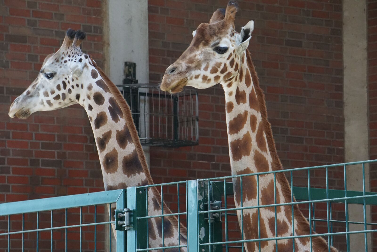 Sony a6000 sample photo. Giraffes, zoo, animal photography