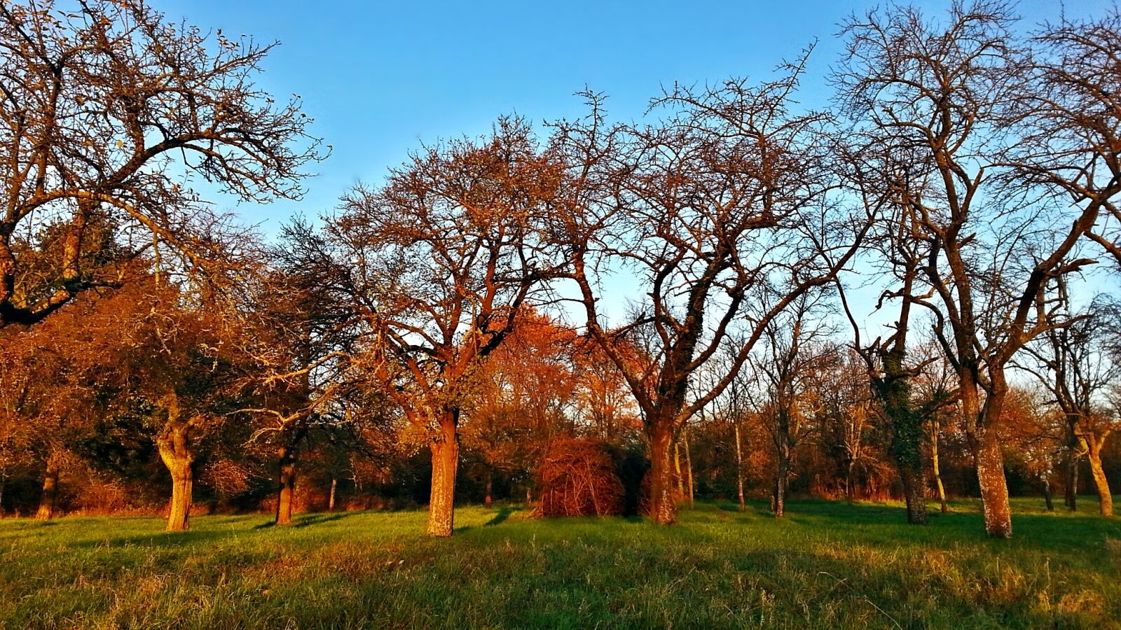 Samsung Galaxy S3 sample photo. Tree, the sun, meadow photography