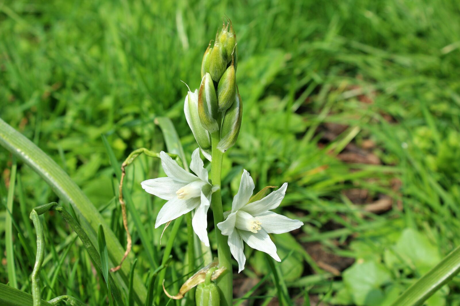 Canon EOS 1200D (EOS Rebel T5 / EOS Kiss X70 / EOS Hi) sample photo. Spring, white flowers, nature photography