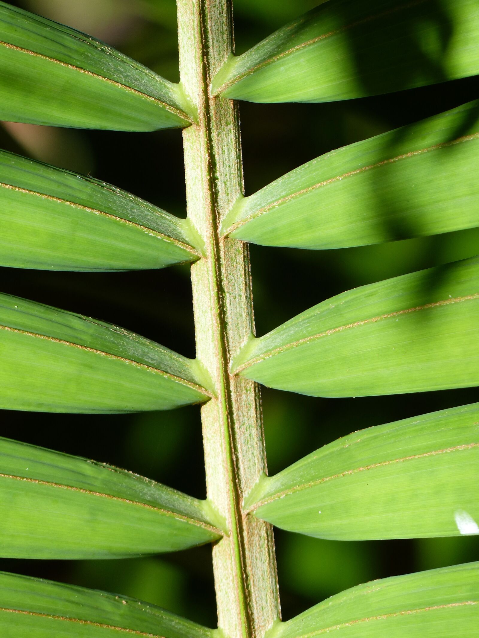 Panasonic Lumix DMC-FZ200 sample photo. Leaf, background, pattern photography