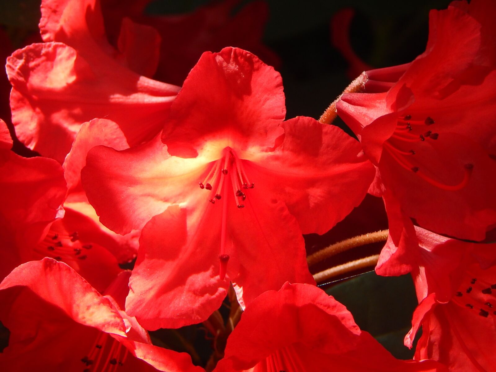 Nikon Coolpix L820 sample photo. Flowers, garden, rhodies photography