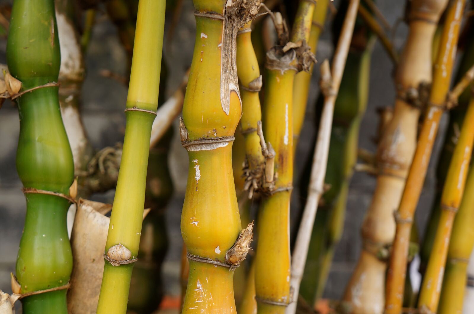 Sony Alpha NEX-F3 + Sony E 18-55mm F3.5-5.6 OSS sample photo. Bamboo, yellow, background photography