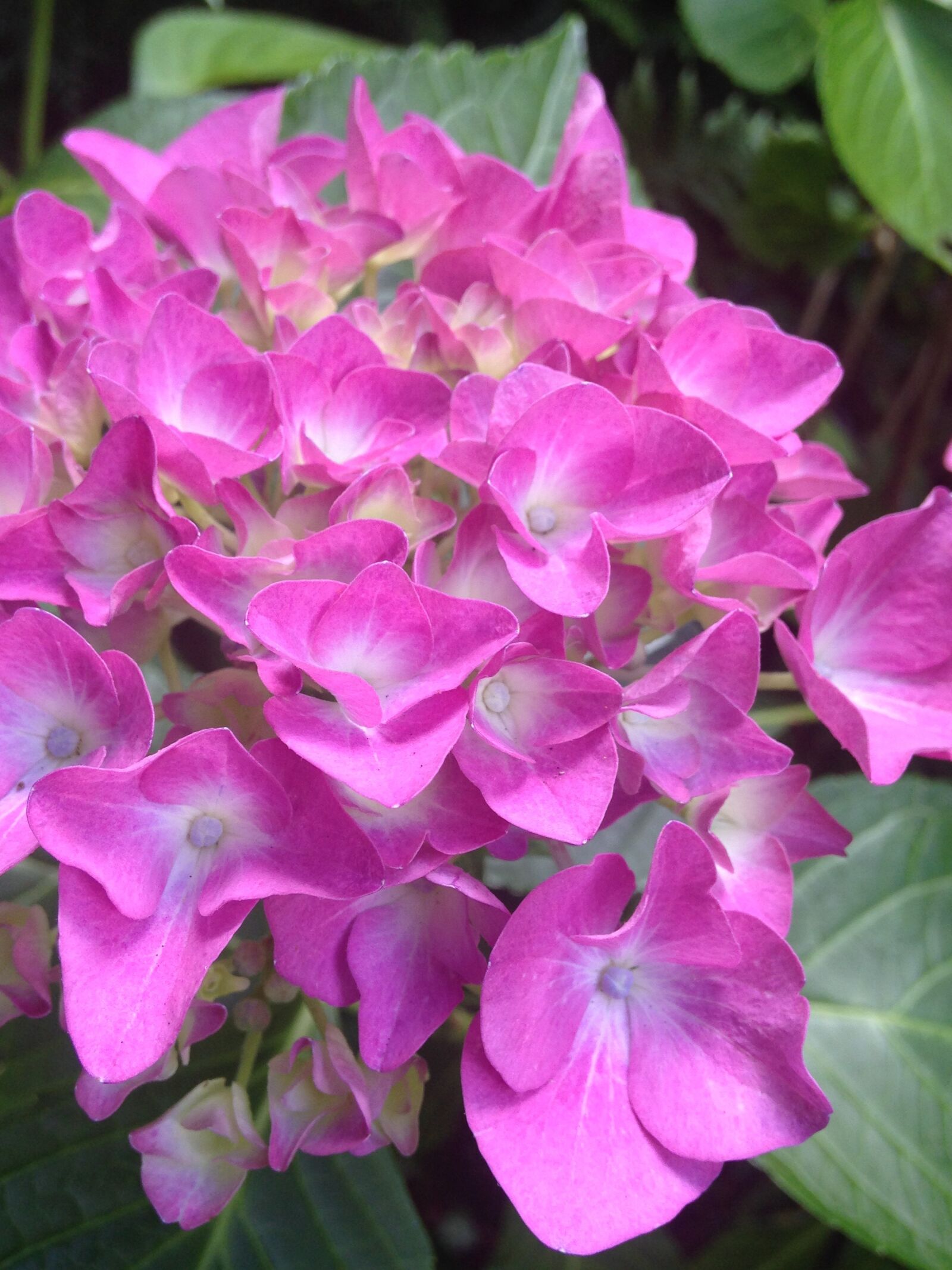 iPhone 5c back camera 4.12mm f/2.4 sample photo. Hydrangea, garden, perennials photography