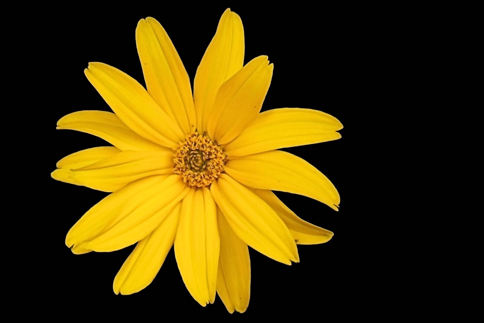 MEDION MD86827 sample photo. Blossom, bloom, yellow photography