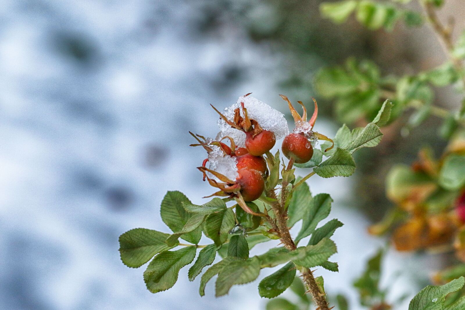 Canon EF 100mm F2.8L Macro IS USM sample photo. Rose hip, frost, snow photography