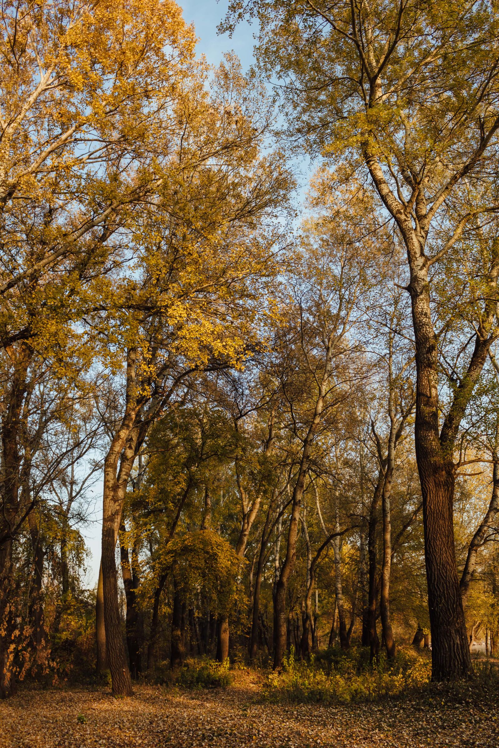 Canon EF-S 18-55mm F3.5-5.6 IS sample photo. Autumn, forest trail, trees photography