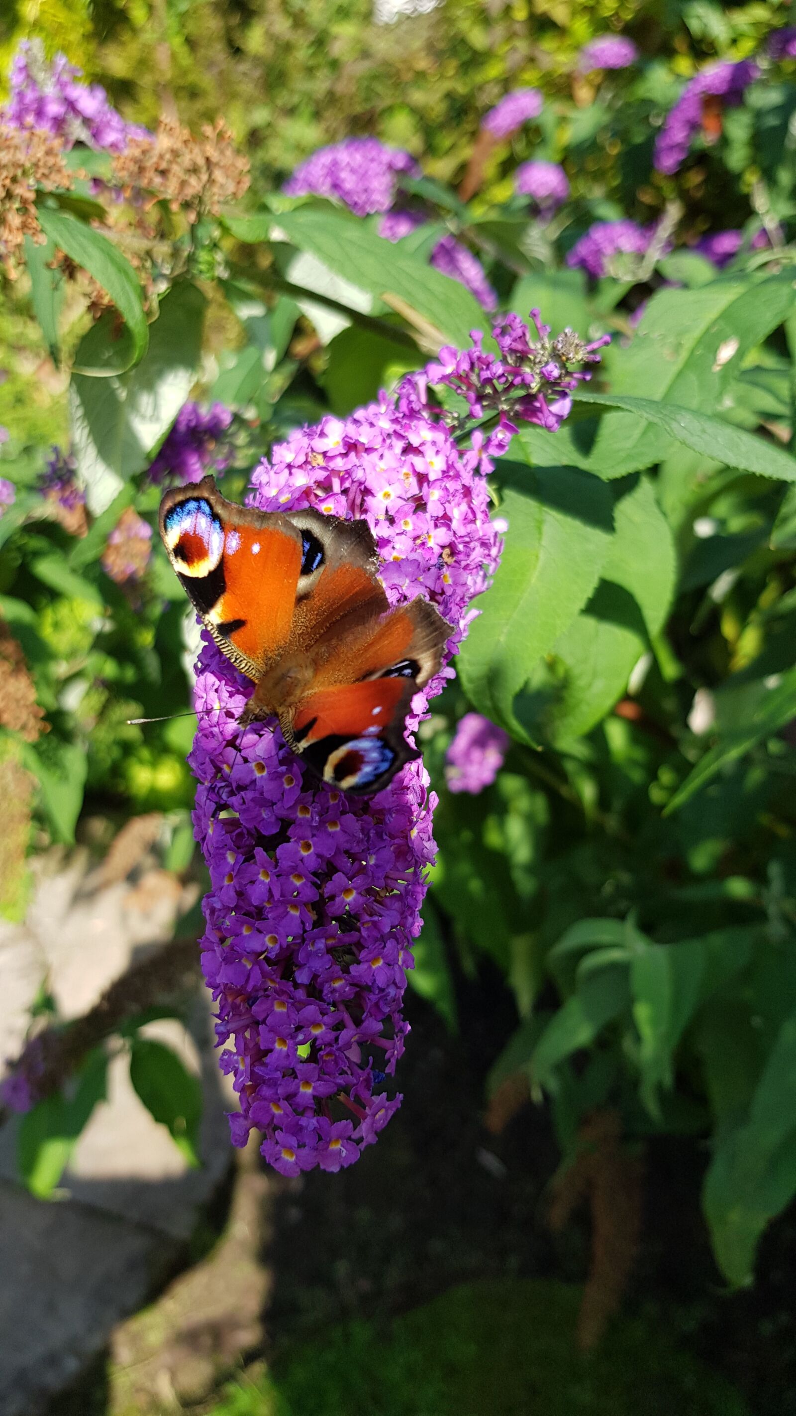 Samsung SM-N950F sample photo. Peacock, butterfly, buddleia photography