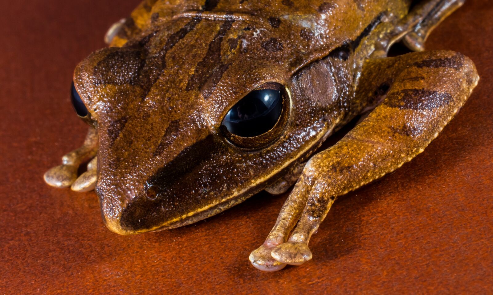 Nikon D5200 sample photo. Tree frog, anuran, frog photography