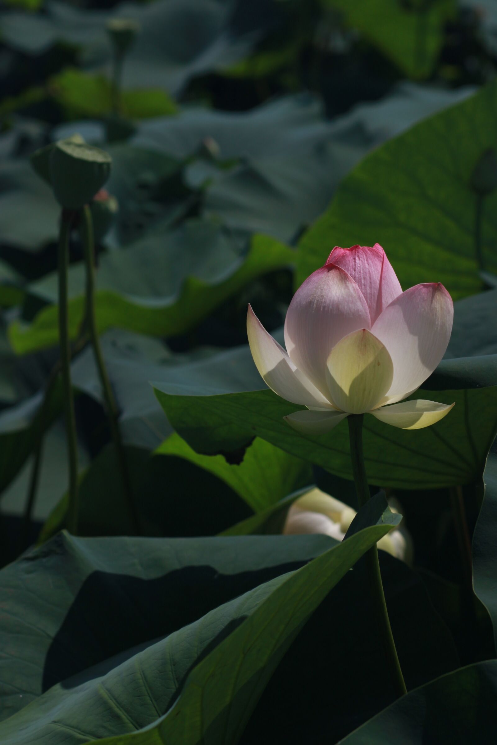 Canon EOS 500D (EOS Rebel T1i / EOS Kiss X3) sample photo. Kite, lotus, peaks photography