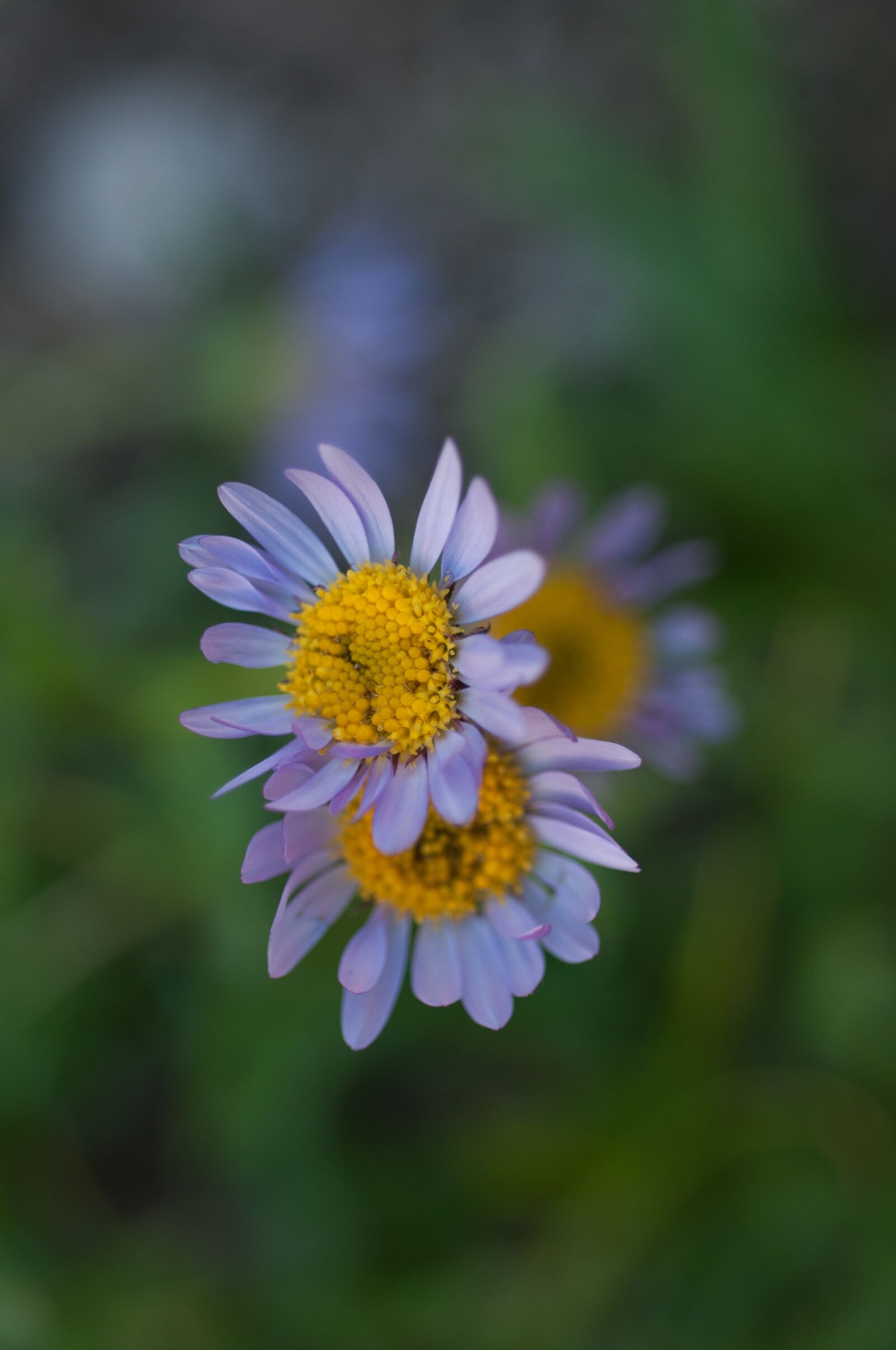 Nikon D90 sample photo. Flowers, purple, aster photography