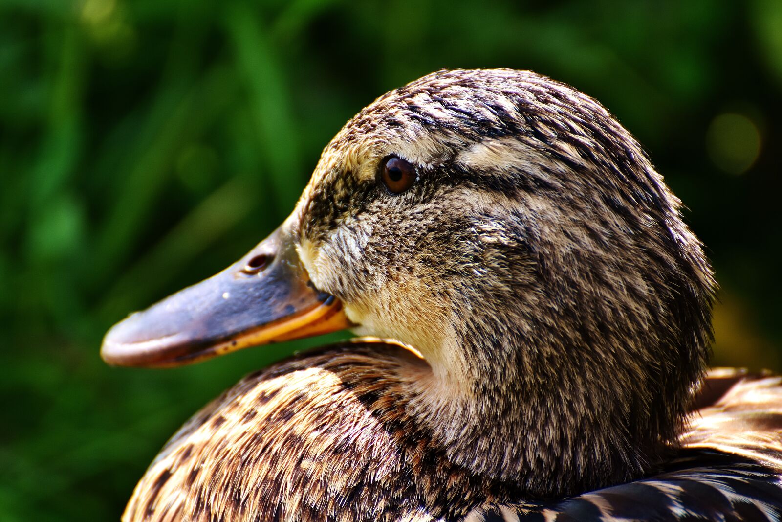 Nikon D7200 sample photo. Duck, mallard, female photography