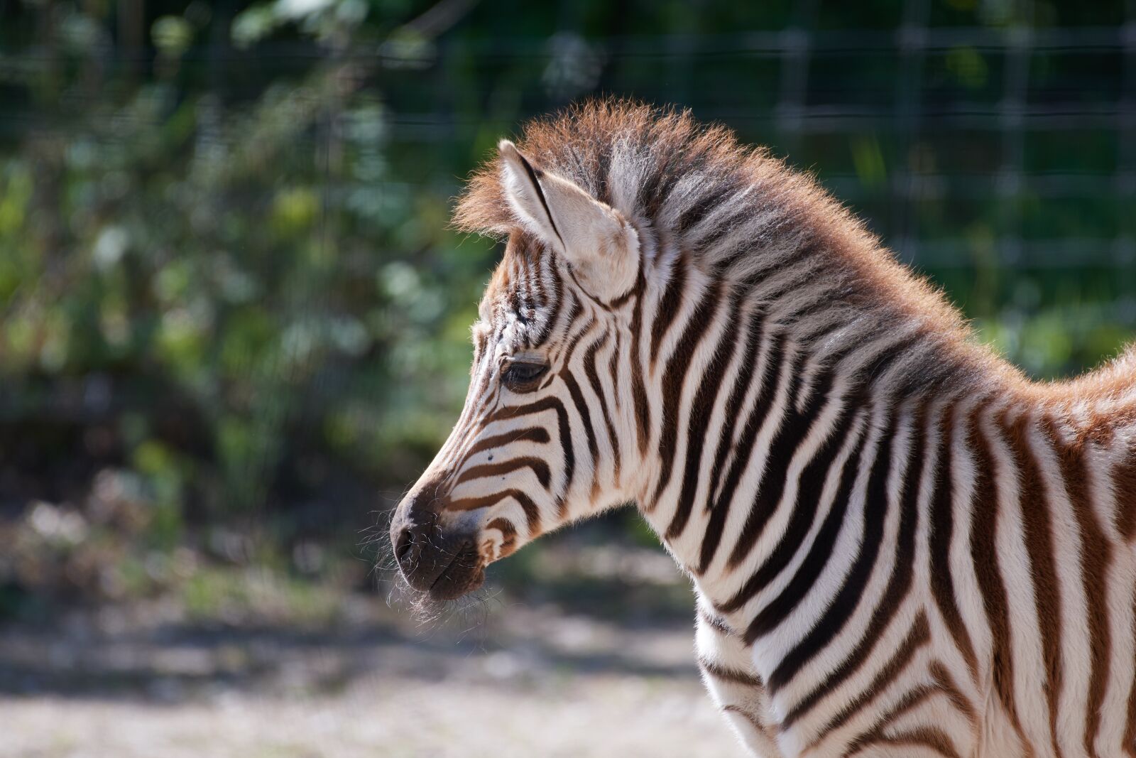 Nikon D500 sample photo. Zebra, young, stripes photography