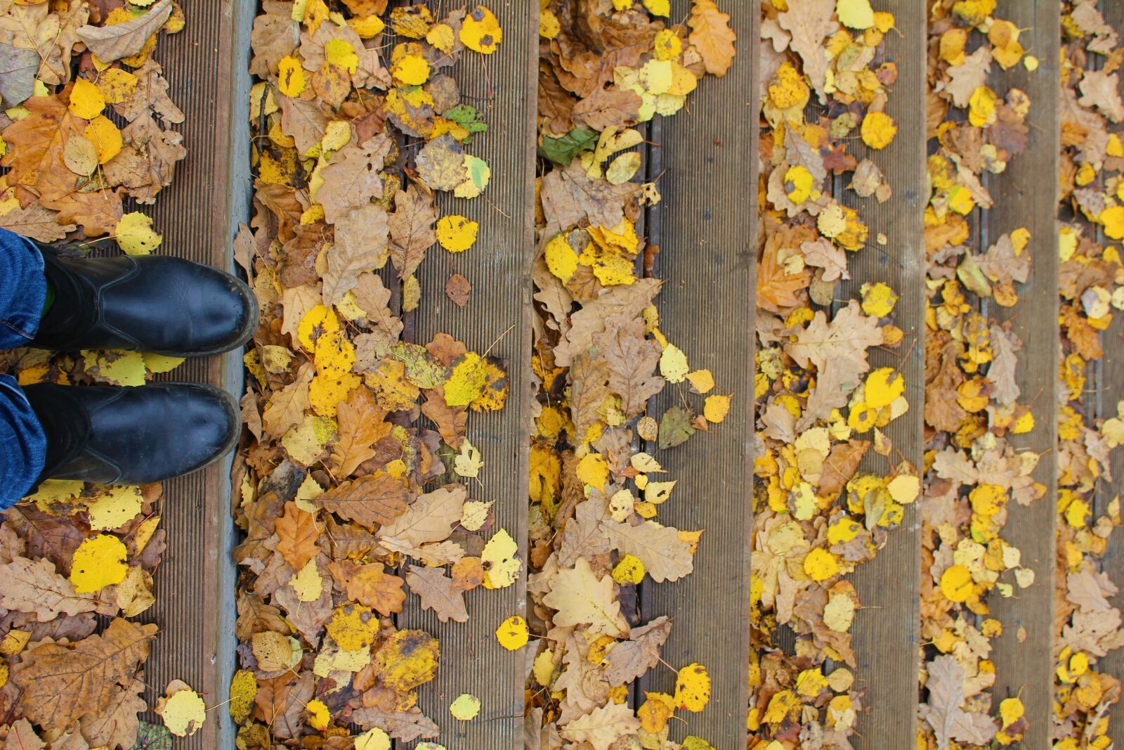 Canon EOS 550D (EOS Rebel T2i / EOS Kiss X4) sample photo. Autumn, stairs, yellow photography