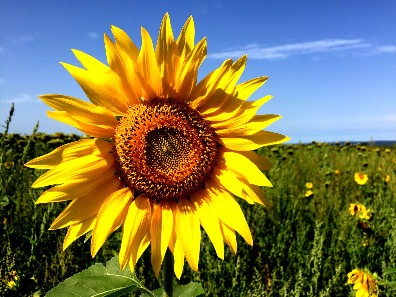 Apple iPhone 6 sample photo. Sunflower, field, summer photography