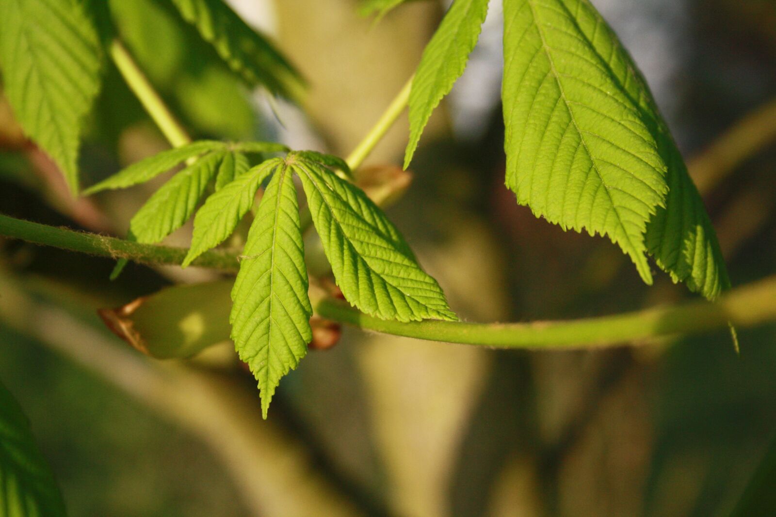 Canon EOS 1000D (EOS Digital Rebel XS / EOS Kiss F) sample photo. Leaf, nature, plant photography