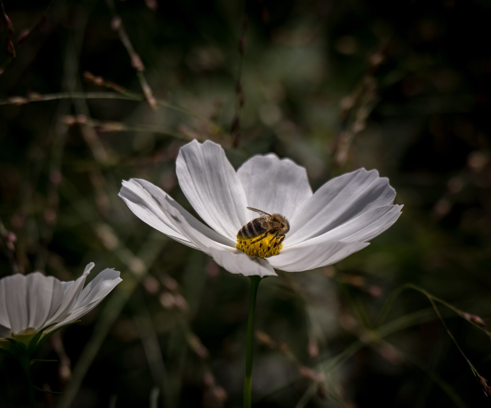 Pentax K-3 sample photo. Marguerite, flower, bee photography
