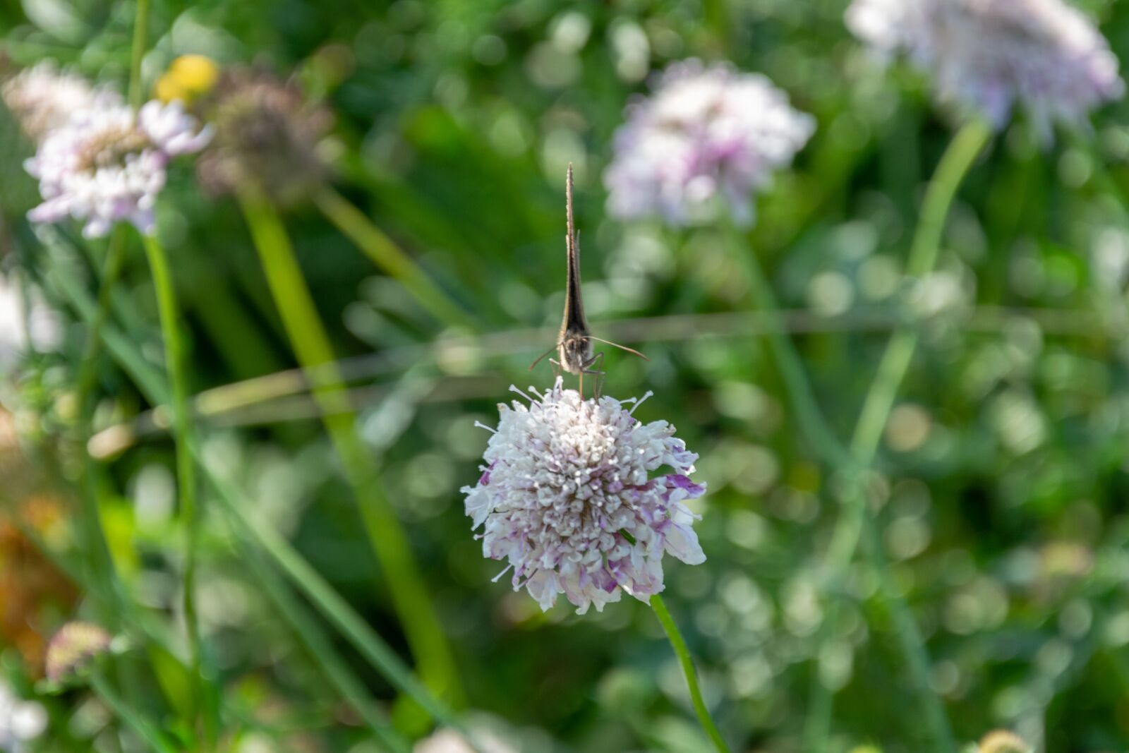 Nikon D3300 sample photo. Flower, garden, flowers photography