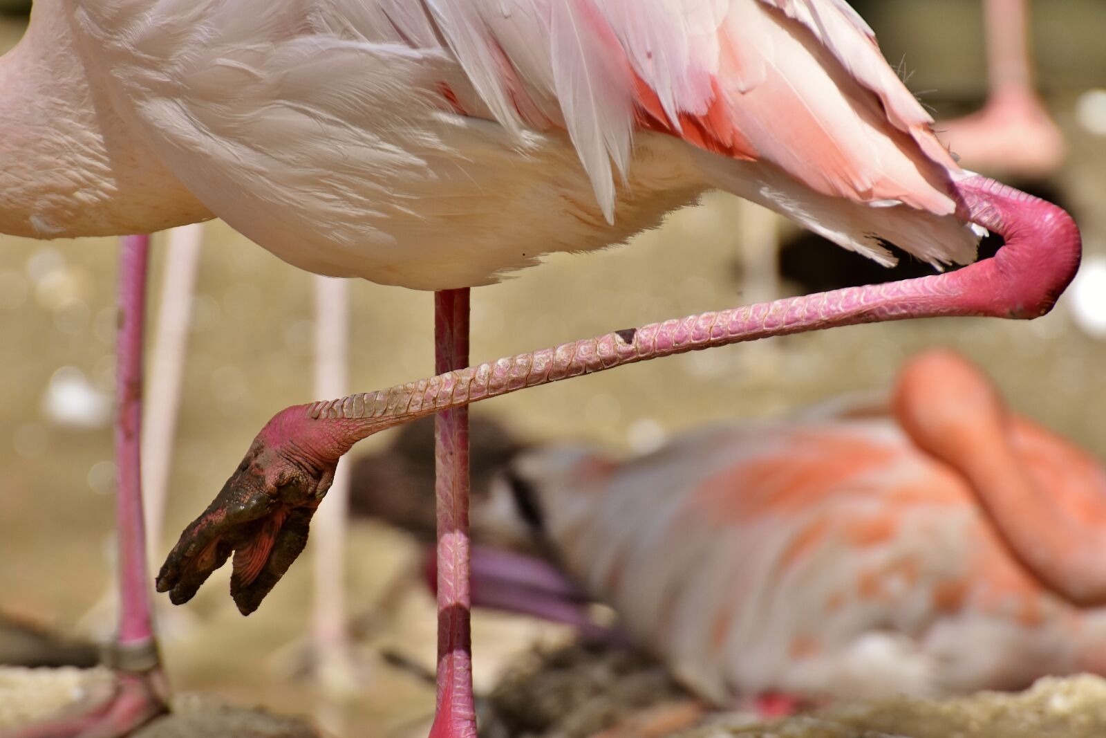 Nikon D7200 sample photo. Flamingo, feet, mud photography