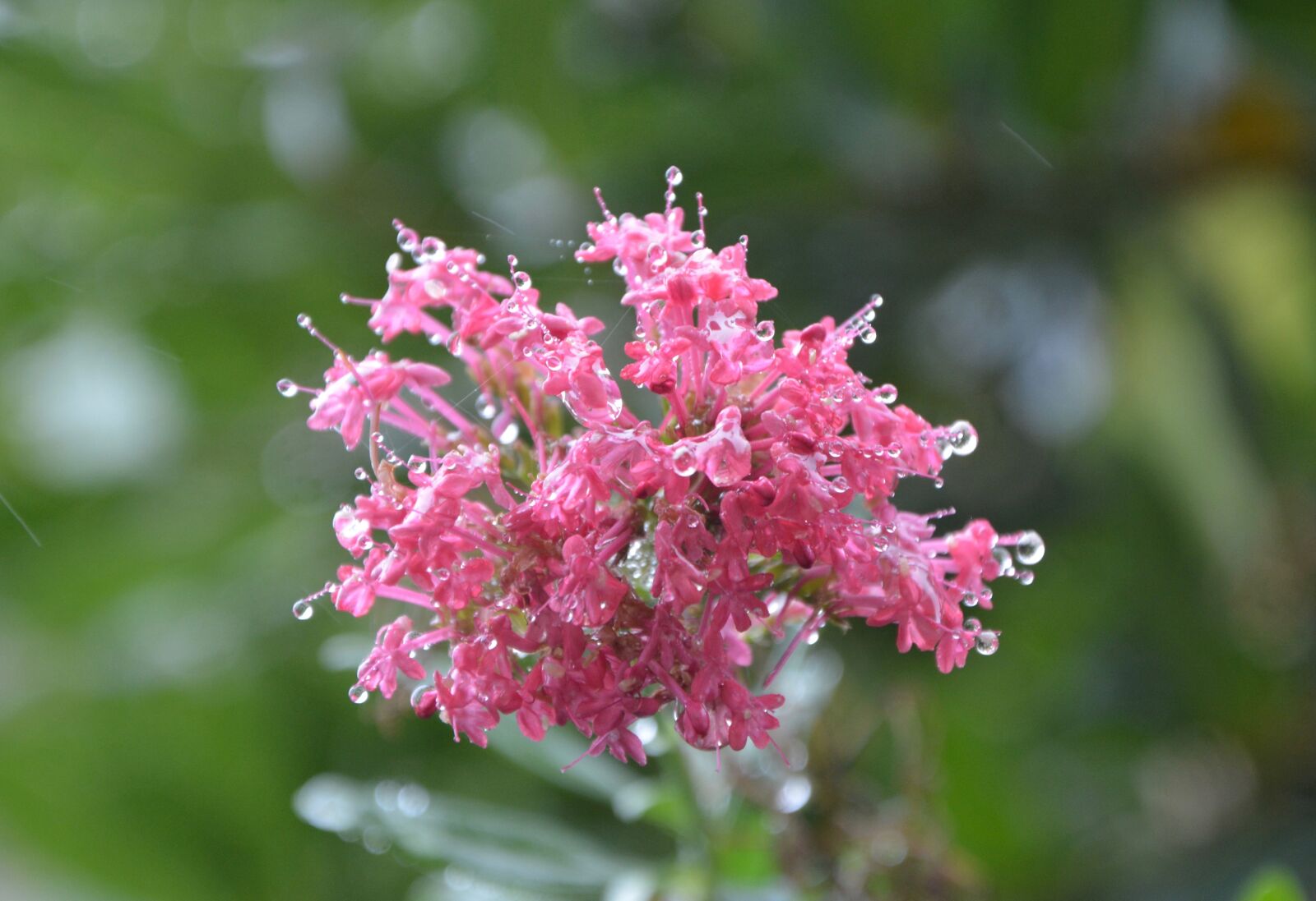 Nikon D5200 sample photo. Pink flower, plant, flowers photography