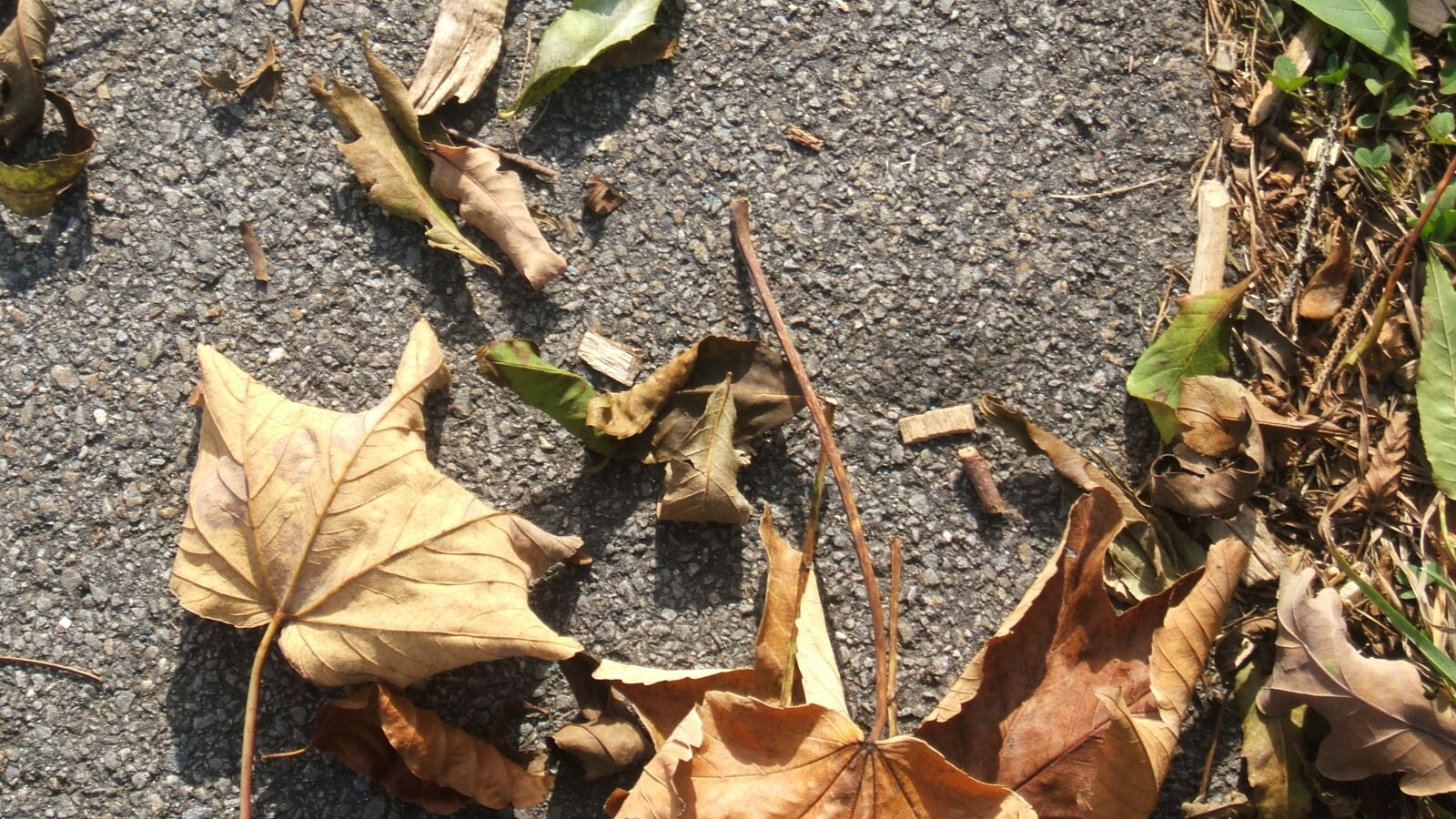 Fujifilm FinePix F810 sample photo. Autumn, leaves, brown photography