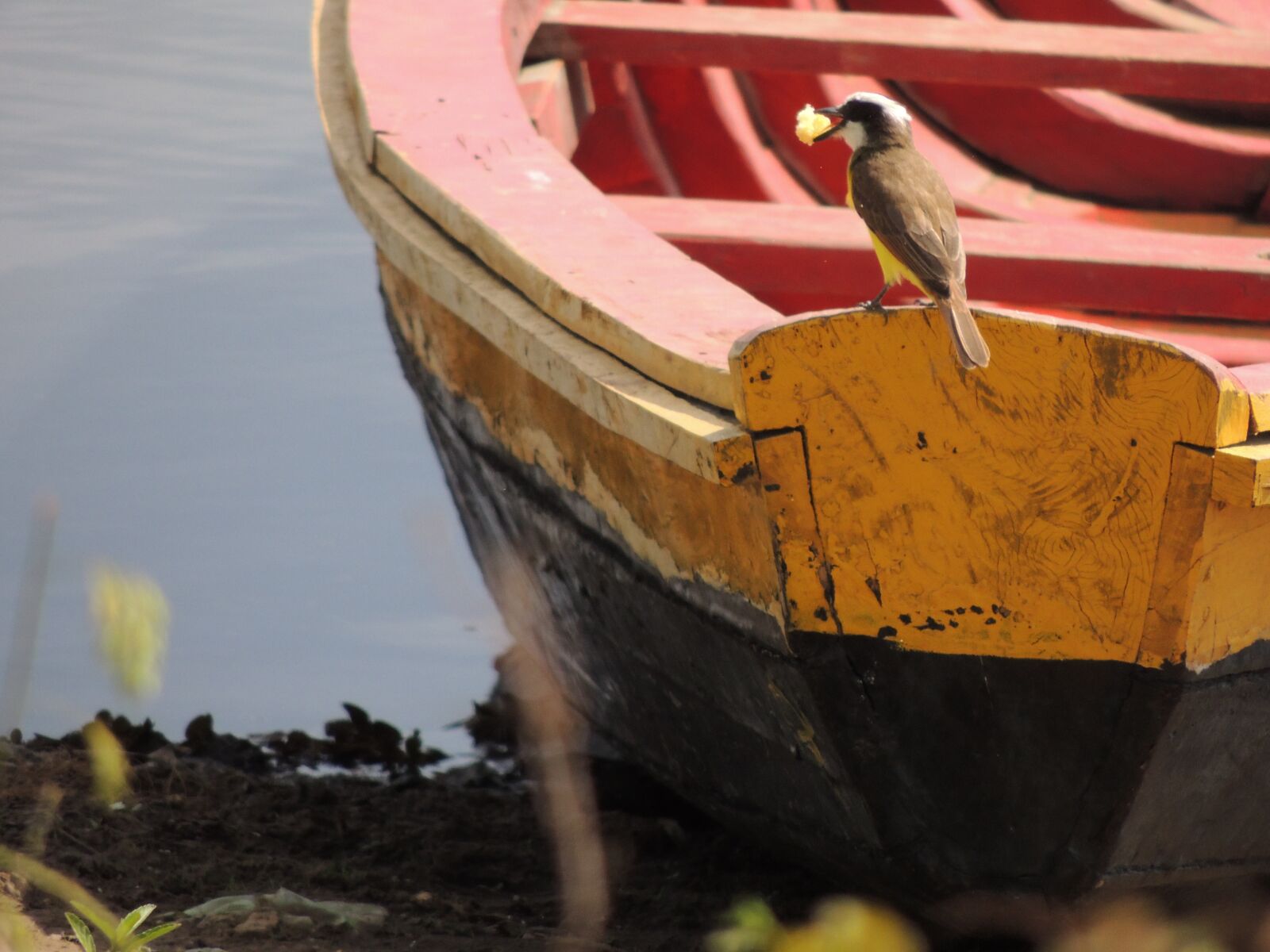 Nikon Coolpix P510 sample photo. Boat, bird, rio photography