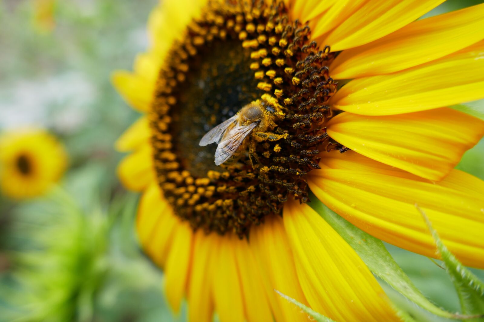 Panasonic Lumix DMC-ZS100 (Lumix DMC-TZ100) sample photo. Sunflower, yellow, flower photography