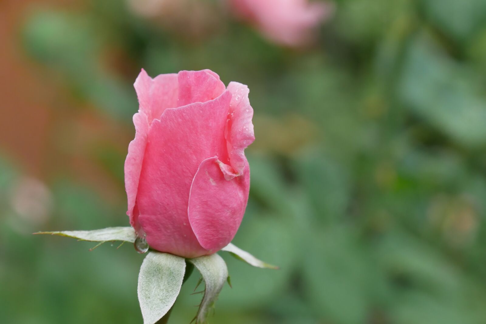 Panasonic DMC-G81 sample photo. Rose, pink, blossom photography