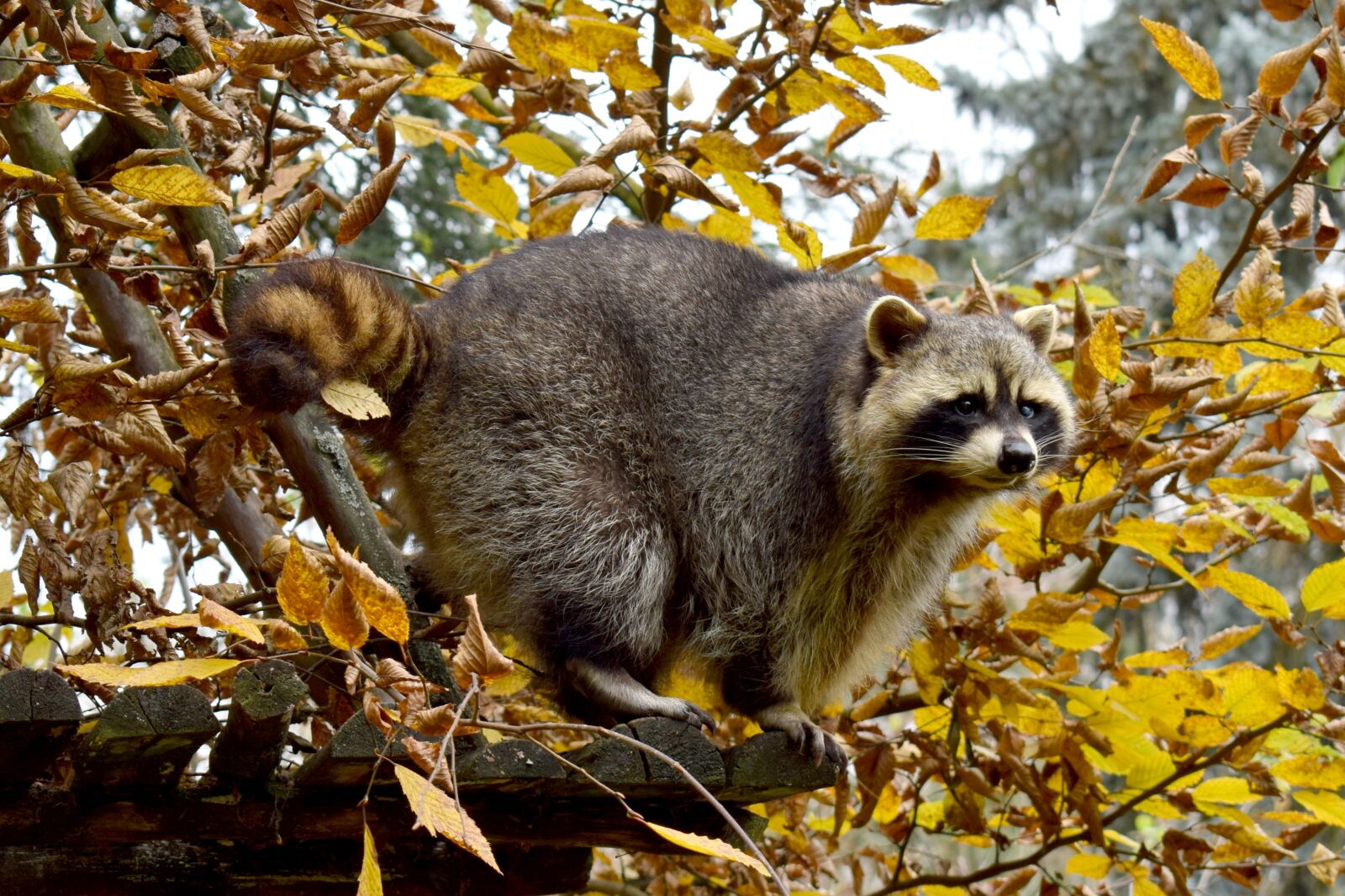 Nikon D3300 sample photo. Nature, tree, raccoon photography