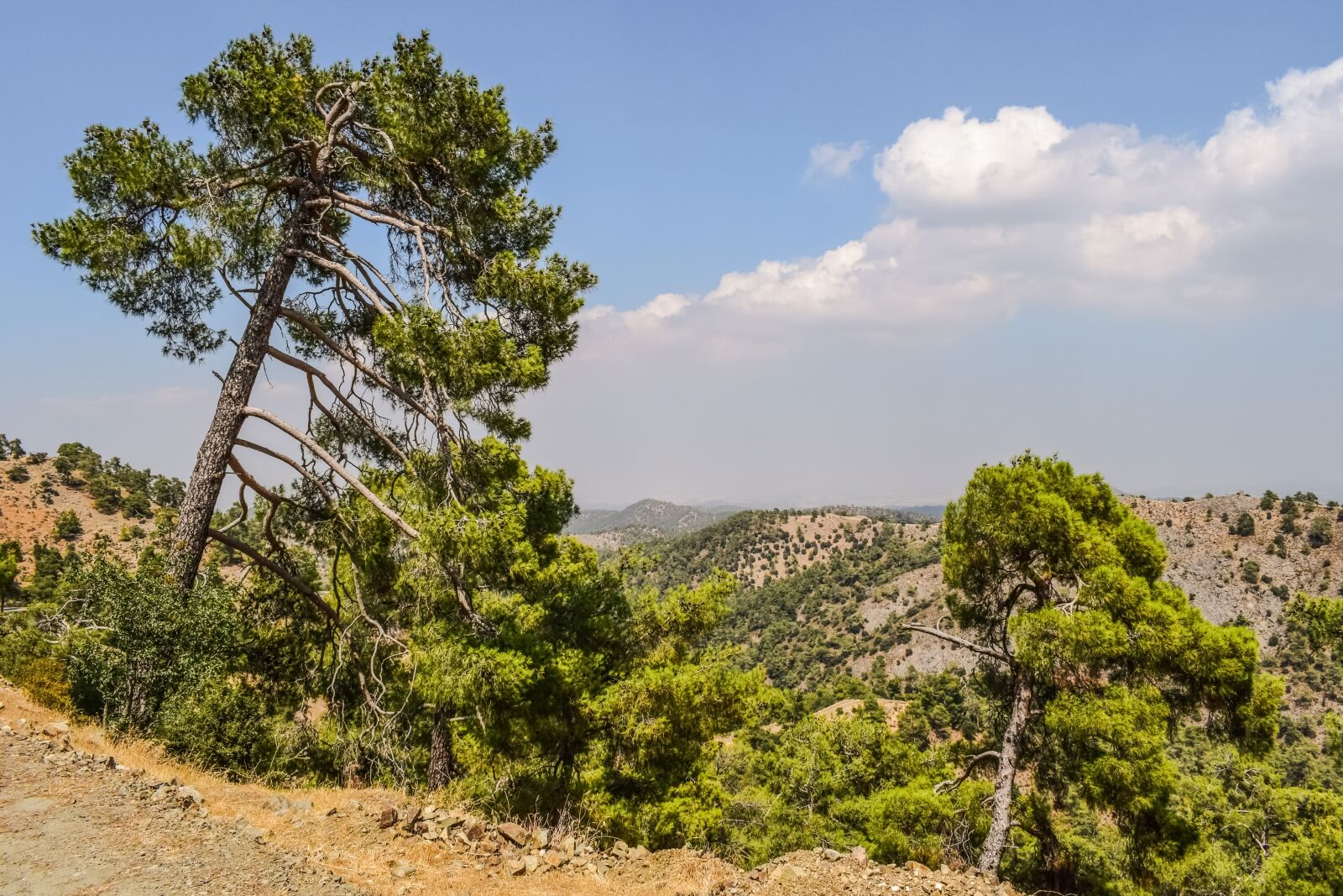 Nikon D3300 sample photo. Mountain, trees, forest photography