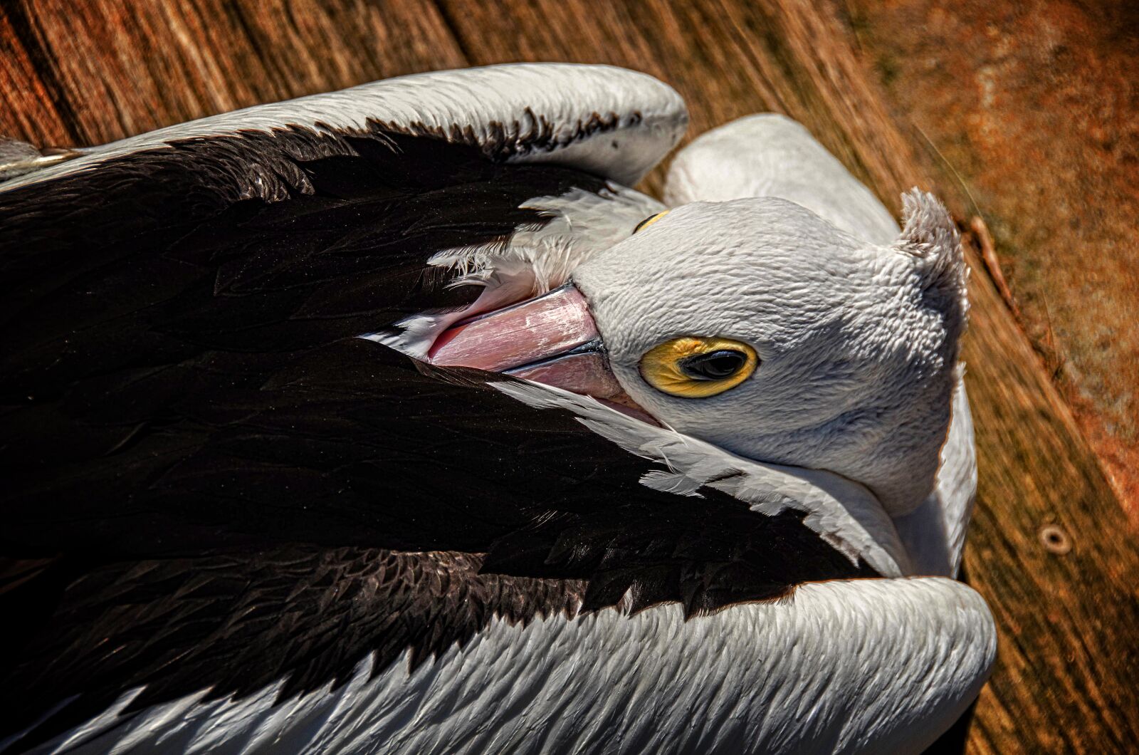 Nikon D7000 sample photo. Pelican, australia, nature photography