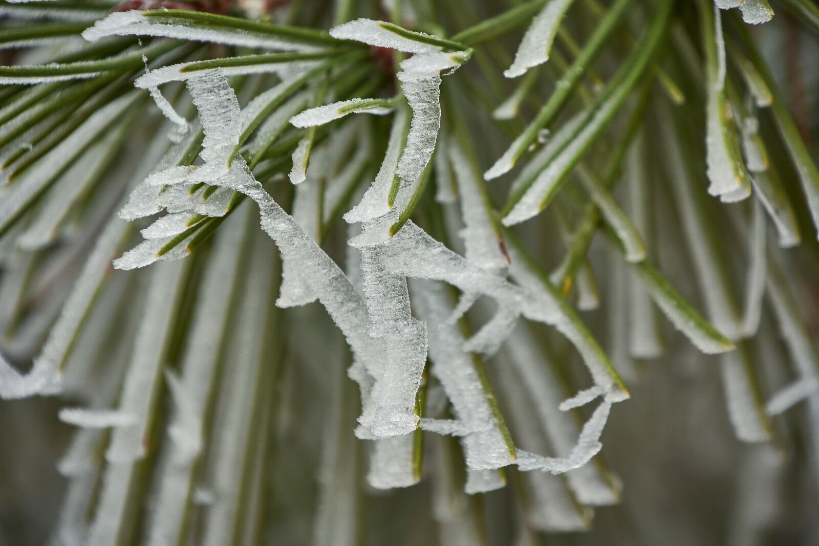 Nikon D7200 sample photo. Outbreaks, frozen, frost photography