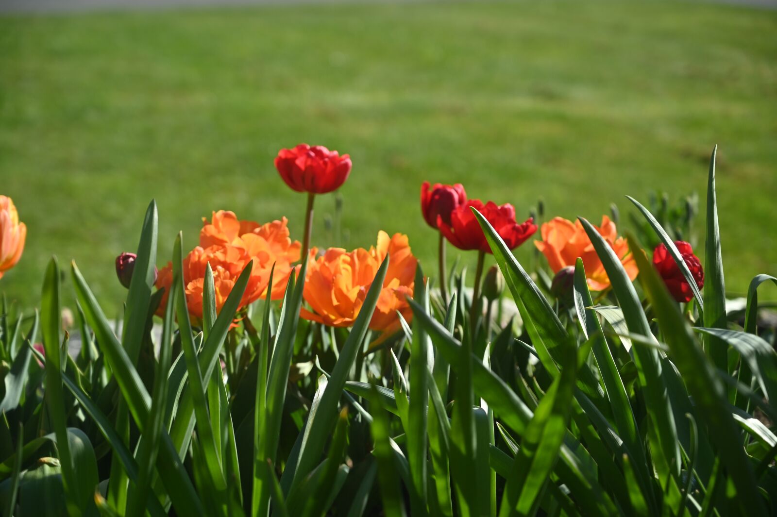 Nikon Z6 sample photo. Flowers, tulips, garden photography